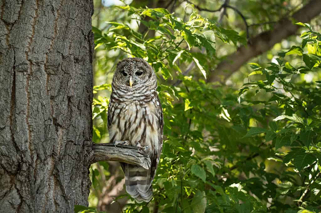 Gufo maculato settentrionale che guarda da un ramo di un albero