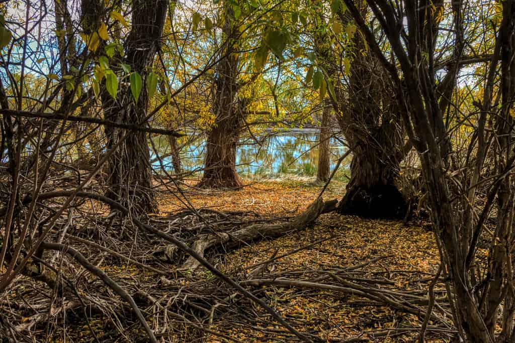 Eravamo nascosti in alcuni alberi di pioppo in un piccolo stagno nell'Idaho.