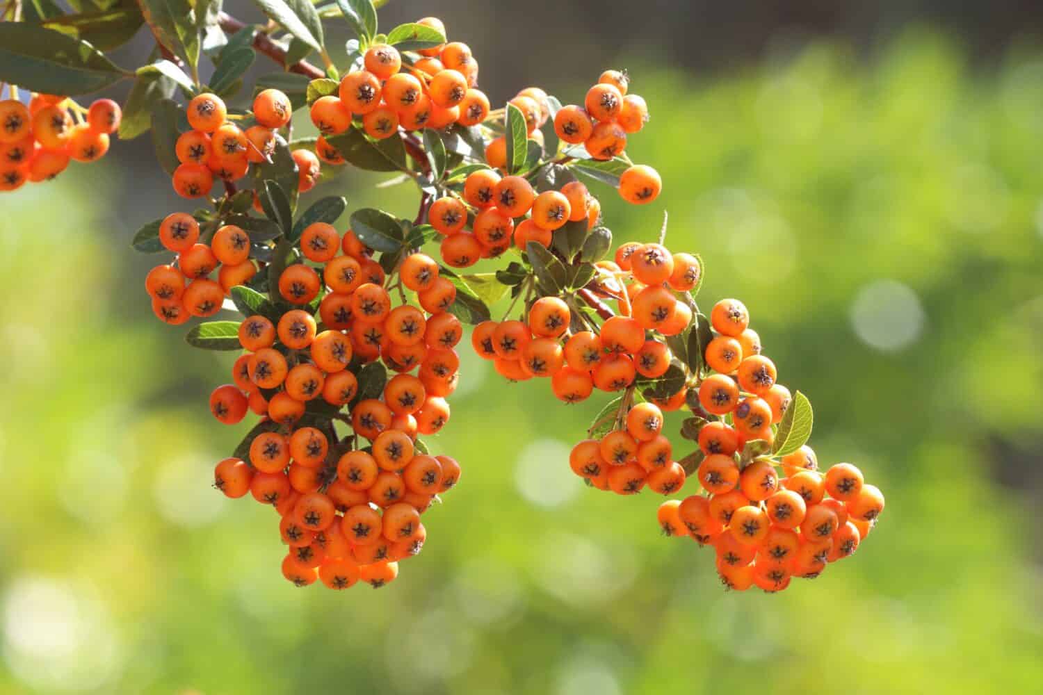 Pyracantha angustifolia o Agazzino