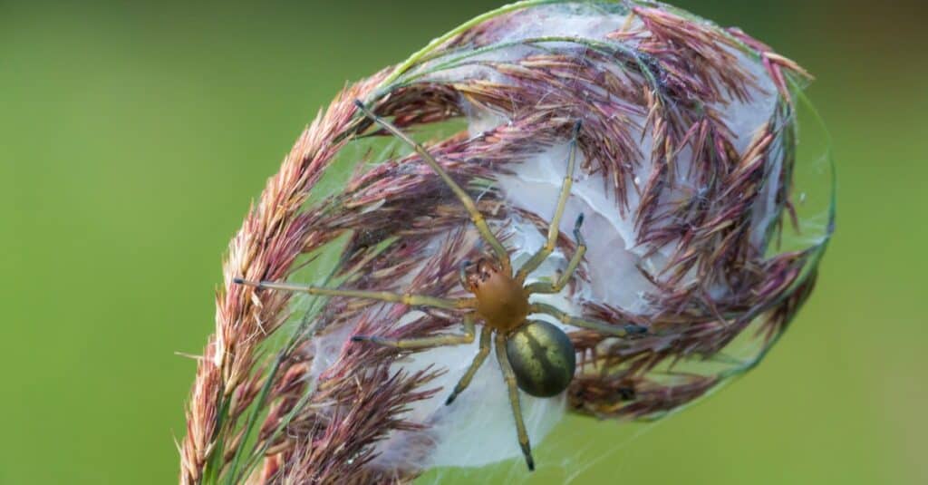 La tela di un ragno sacco giallo.