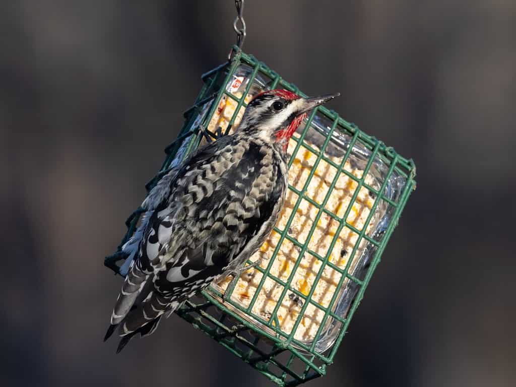 Sapsucker maschio dal ventre giallo che si nutre di un blocco di sugna
