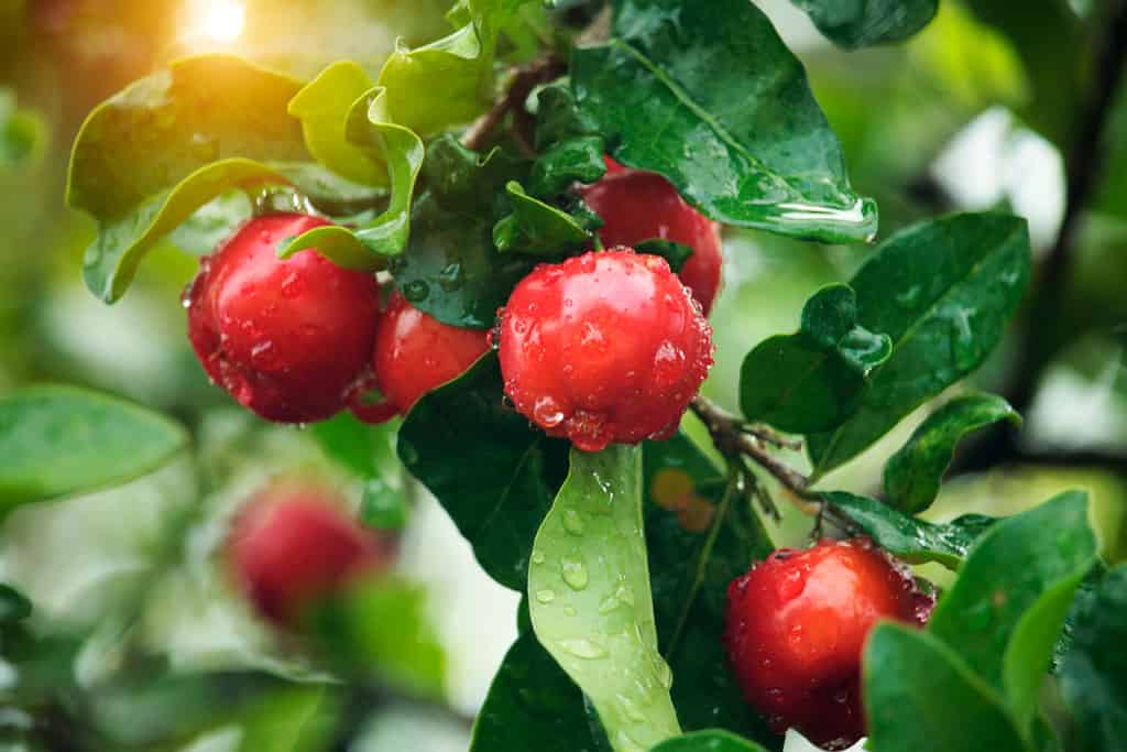 Ciliegia Acerola biologica fresca. Ciliegie tailandesi o Acerola frutta sull'albero con goccia d'acqua, alta vitamina C e frutti antiossidanti.