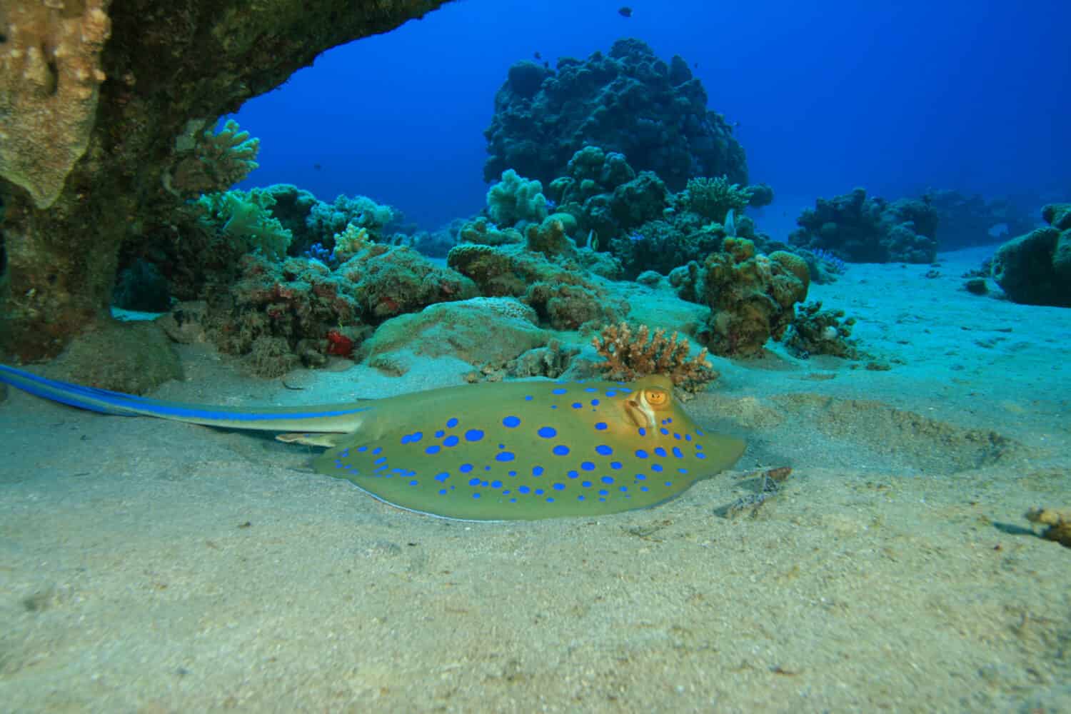 Razza a macchie blu (Taeniura lymma)