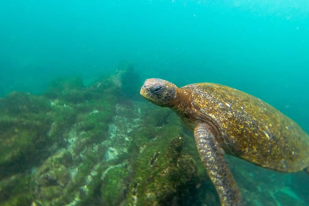 Tartaruga marina che nuota sott'acqua nelle Isole Galapagos in Ecuador