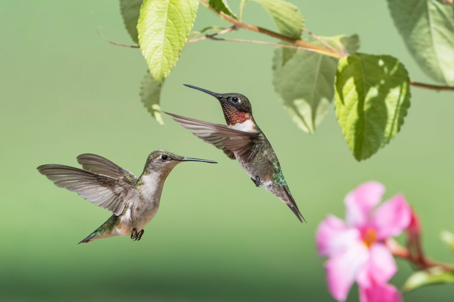 Colibrì dalla gola rubino maschio e femmina che si aggirano vicino ai fiori di Mandevilla