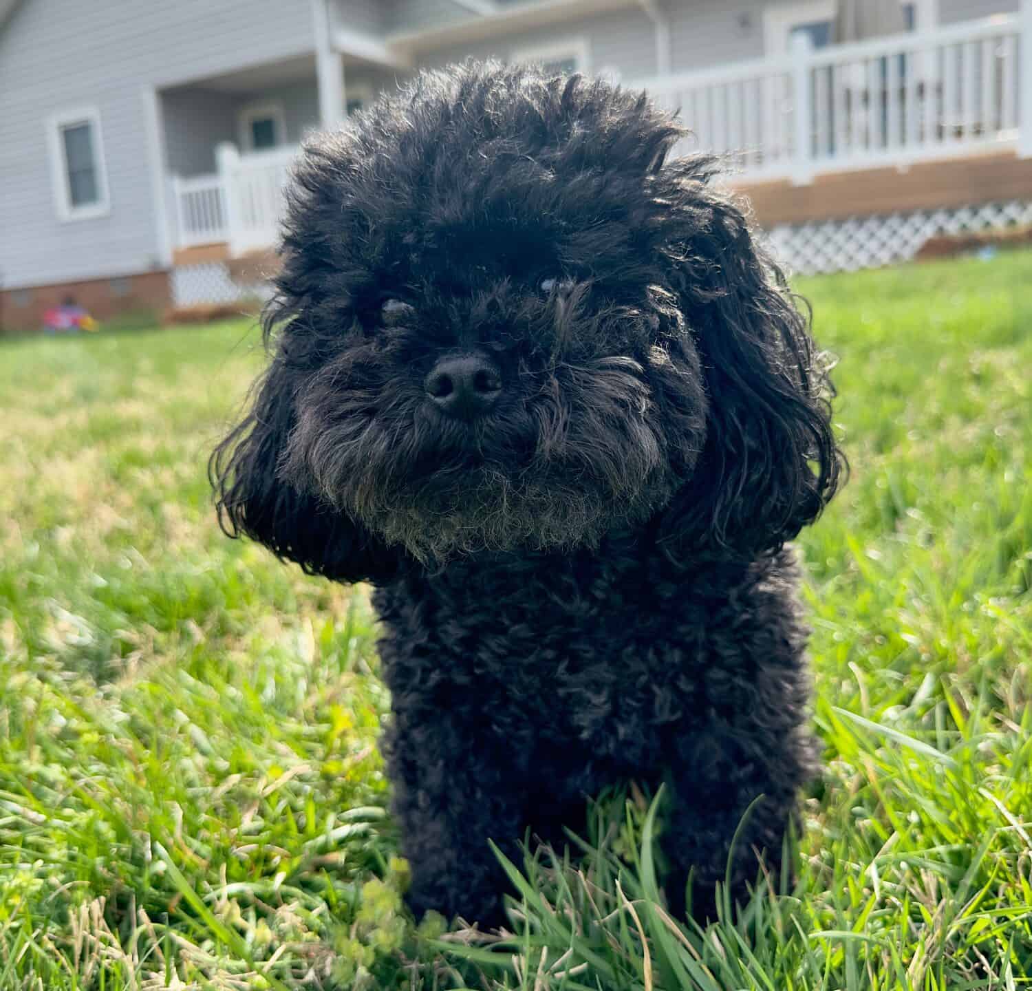 Carino piccolo maltipoo nero in erba