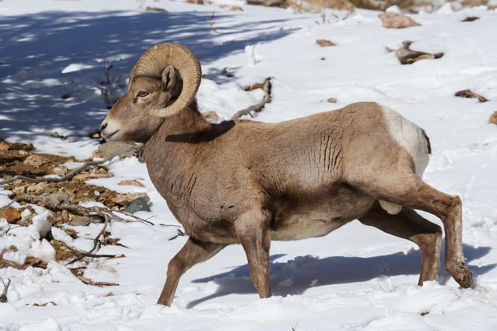 Wild Bighorn Sheep nelle Montagne Rocciose del Colorado.