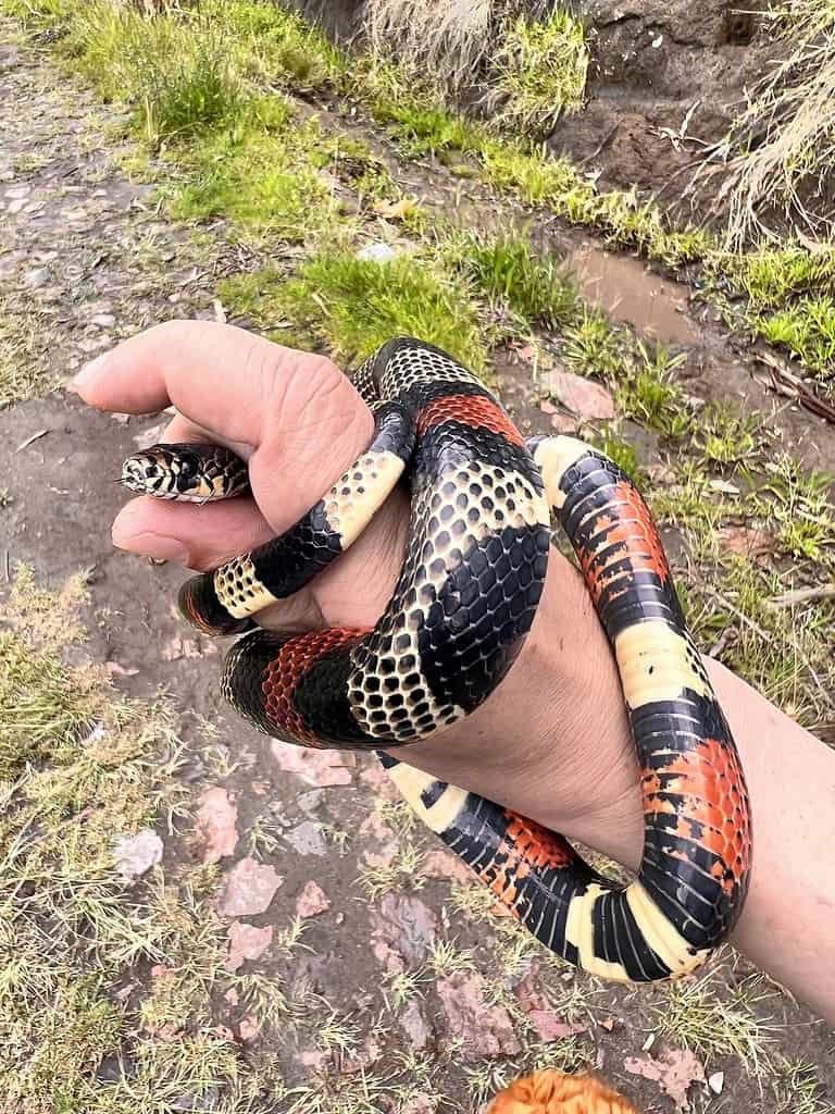 Lampropeltis micropholis, il serpente del latte sudamericano, presenta uno schema minimo o nullo. Se sono presenti squame colorate, di solito sono dominate dal ticchettio nero.