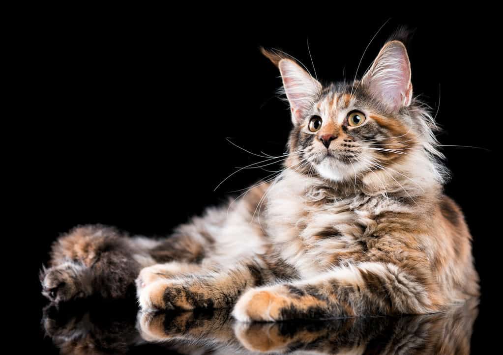 Ritratto di un gattino Maine Coon domestico tartarugato. Gattino soffice su sfondo nero. Adorabile gatto giovane e curioso sdraiato e che guarda lontano.
