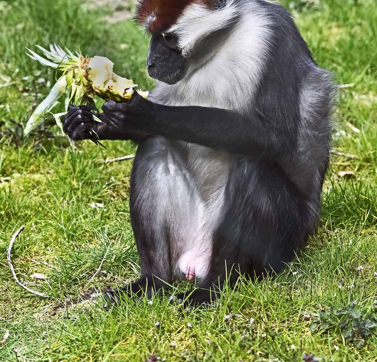 Mangabey incoronato di ciliegie.  Nome latino - Cercocebus torquatus