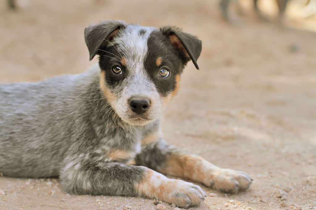 Cucciolo di cane bovino su terra