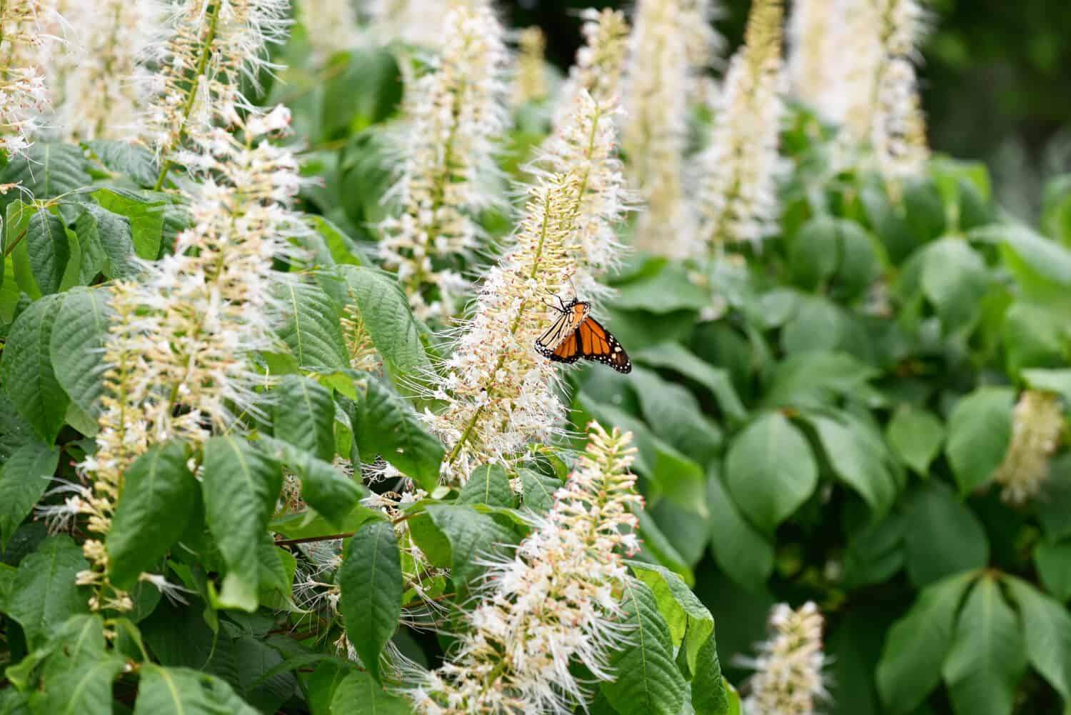 Pannocchie di fiori bianchi profumati del cespuglio di peperone dolce, Clethra alnifolia.  Cespuglio di peperone dolce 'Hummingbird'.