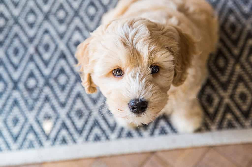 Cucciolo di Labradoodle australiano color crema
