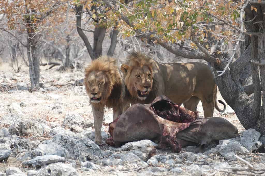 Leoni che cacciano un rinoceronte Parco nazionale Namibia di Etosha