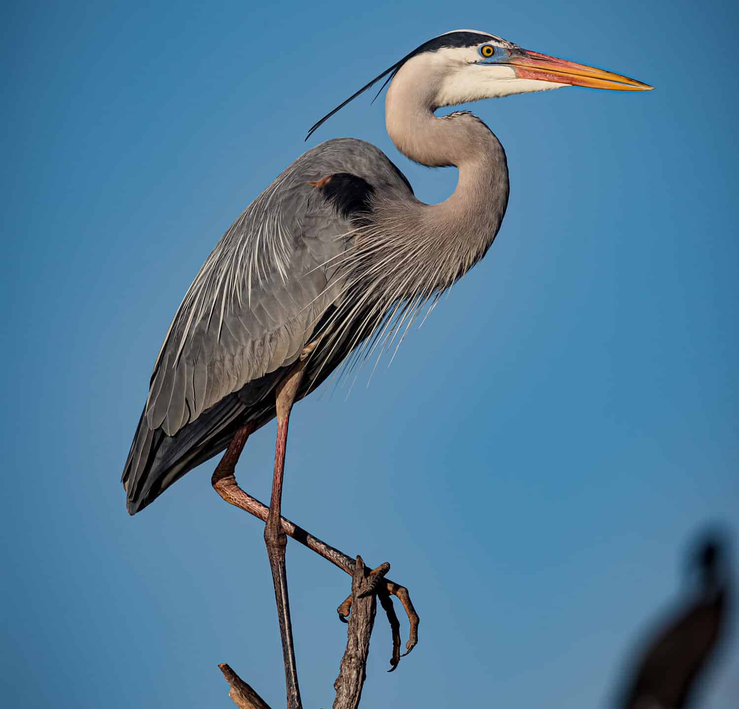 L'airone blu maggiore è in equilibrio sopra il ramo di un albero a Venice Rookery.