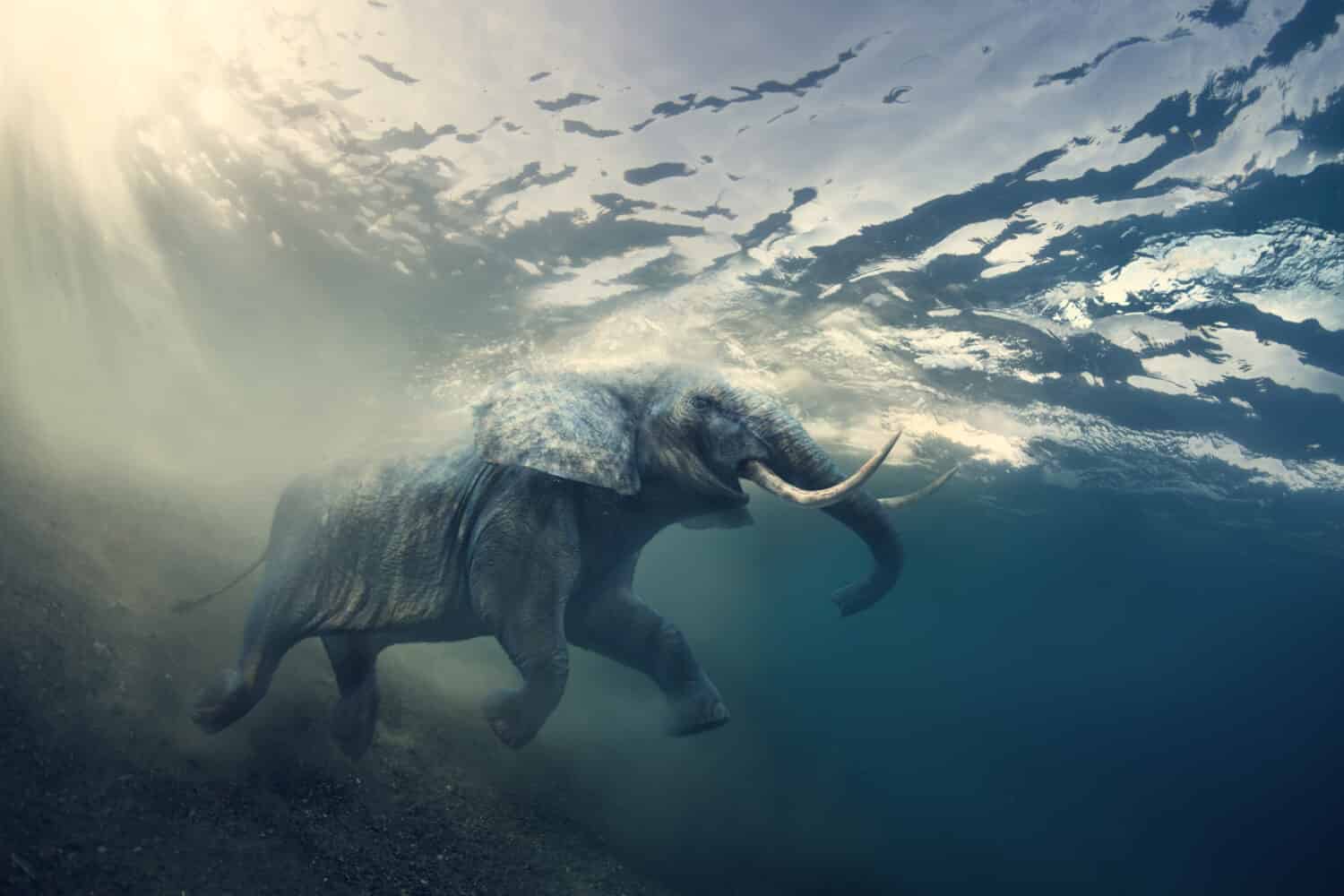 Elefante che nuota sott'acqua. Elefante africano nell'oceano con raggi solari e increspature sulla superficie dell'acqua.