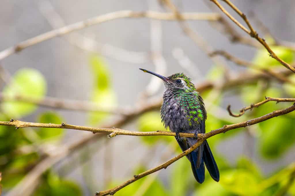 Animale, Ala di animale, Becco, Ape, Uccello