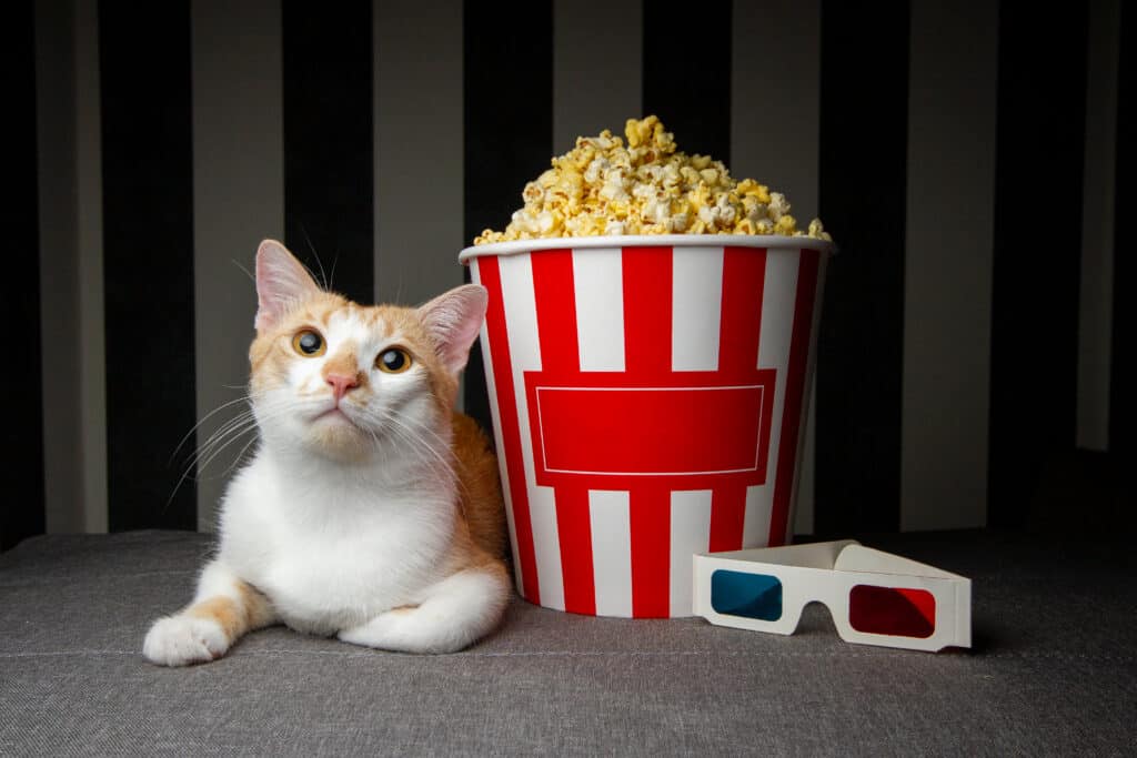 Gatto accanto a popcorn e occhiali 3D