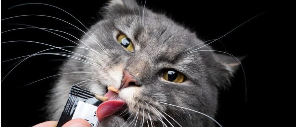 Gatto che si gode un dolcetto confezionato.