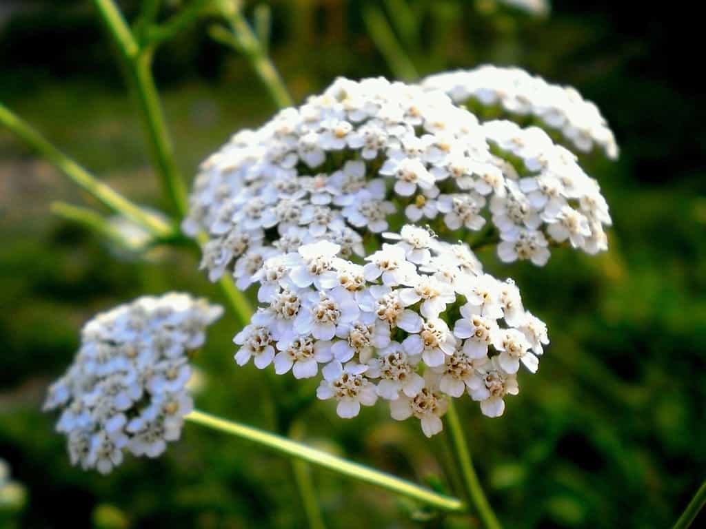 Achillea millefolium fiori bianchi da vicino, sfondo floreale foglie verdi. Modello di achillea, vista dall'alto di millefoglie. Erbe naturali organiche medicinali, concetto di piante. Achillea selvatica, fiore selvatico