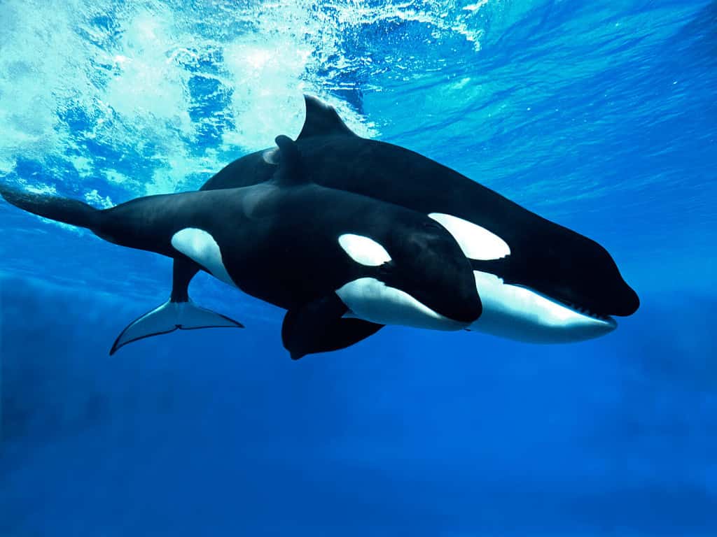 Balena Killer, Orcinus Orca, Femmina Con Vitello