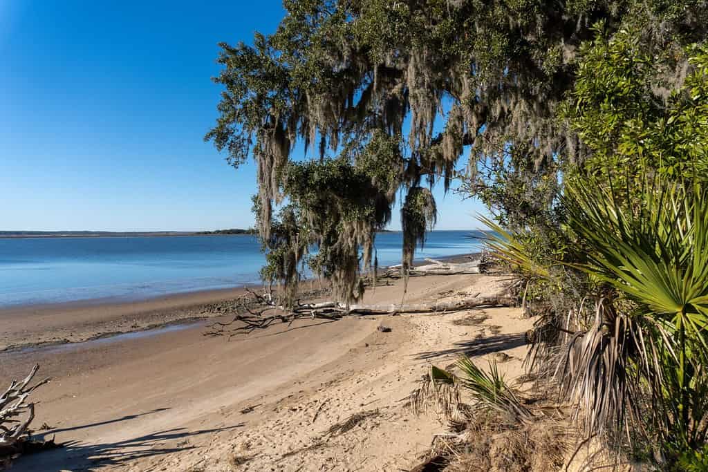 Spiaggia nazionale dell'isola di Cumberland.  Cumberland Island, la più grande delle Golden Isles della Georgia, è gestita dal National Park Service.  Riva vista da Cumberland Sound.