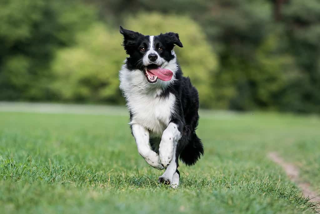 Border collie in bianco e nero che corre sull'erba verde