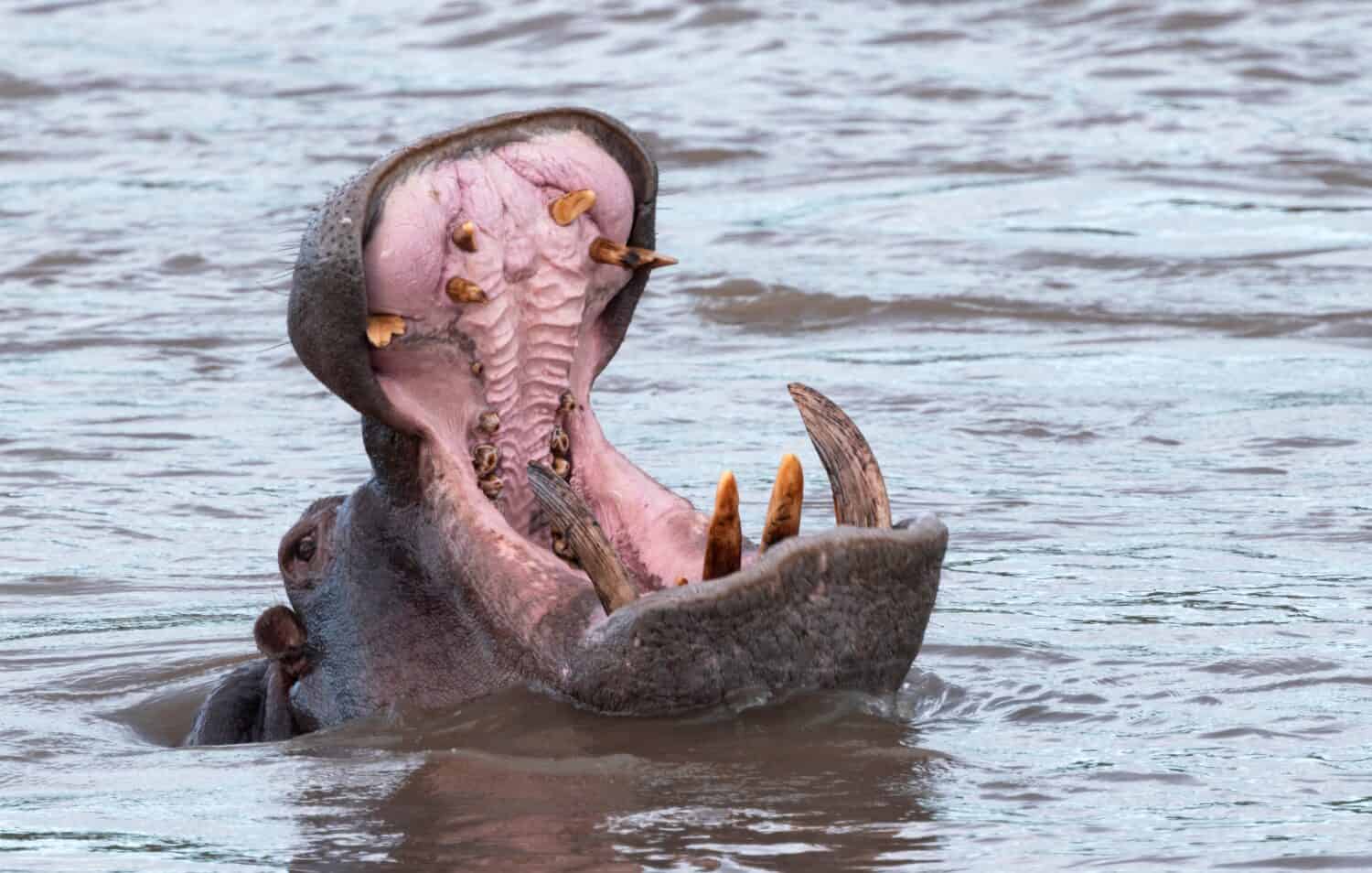 Un toro ippopotamo territoriale fa un enorme sbadiglio spalancato come avvertimento agli altri maschi di tenersi fuori dal suo territorio.  Faranno anche questo gesto di minaccia agli umani sulla riva del fiume.