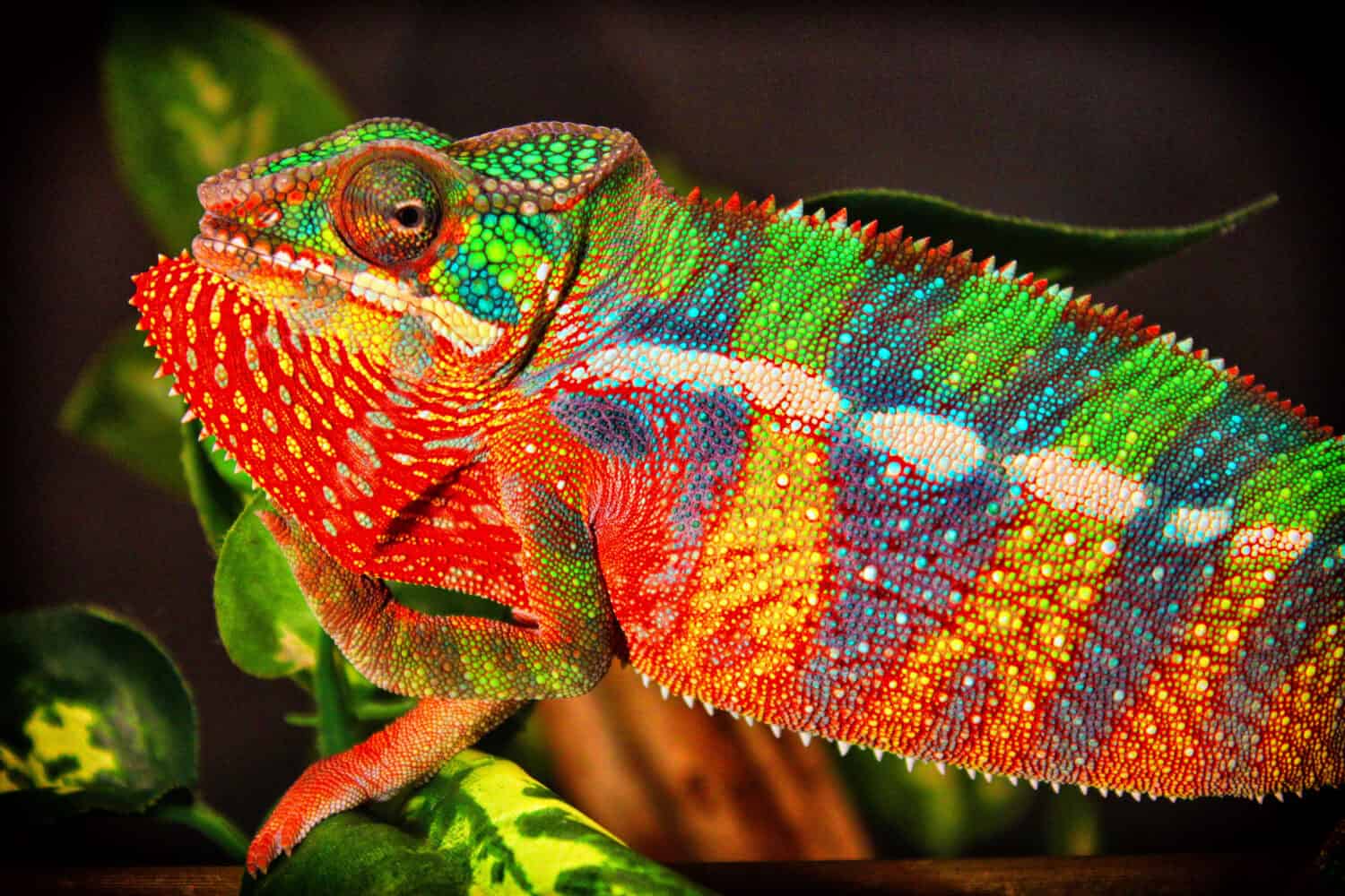Camaleonte pantera (Furcifer pardalis) 