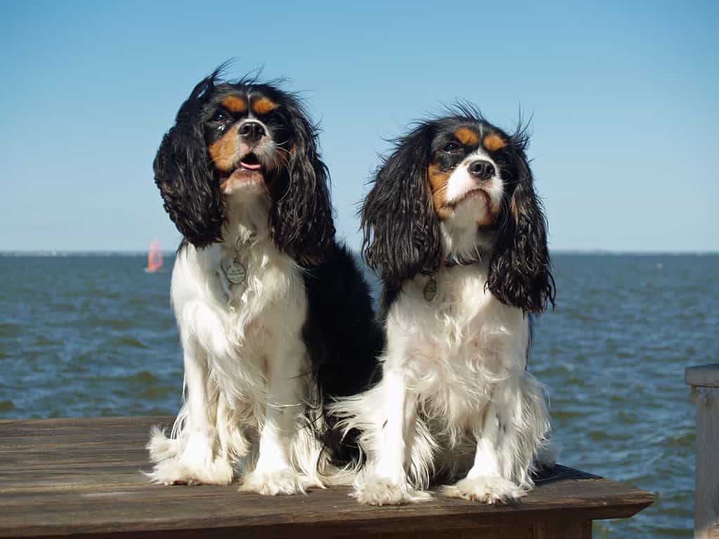 I Cavalier King Charles spaniel sono così costosi perché sono popolari ma rari.