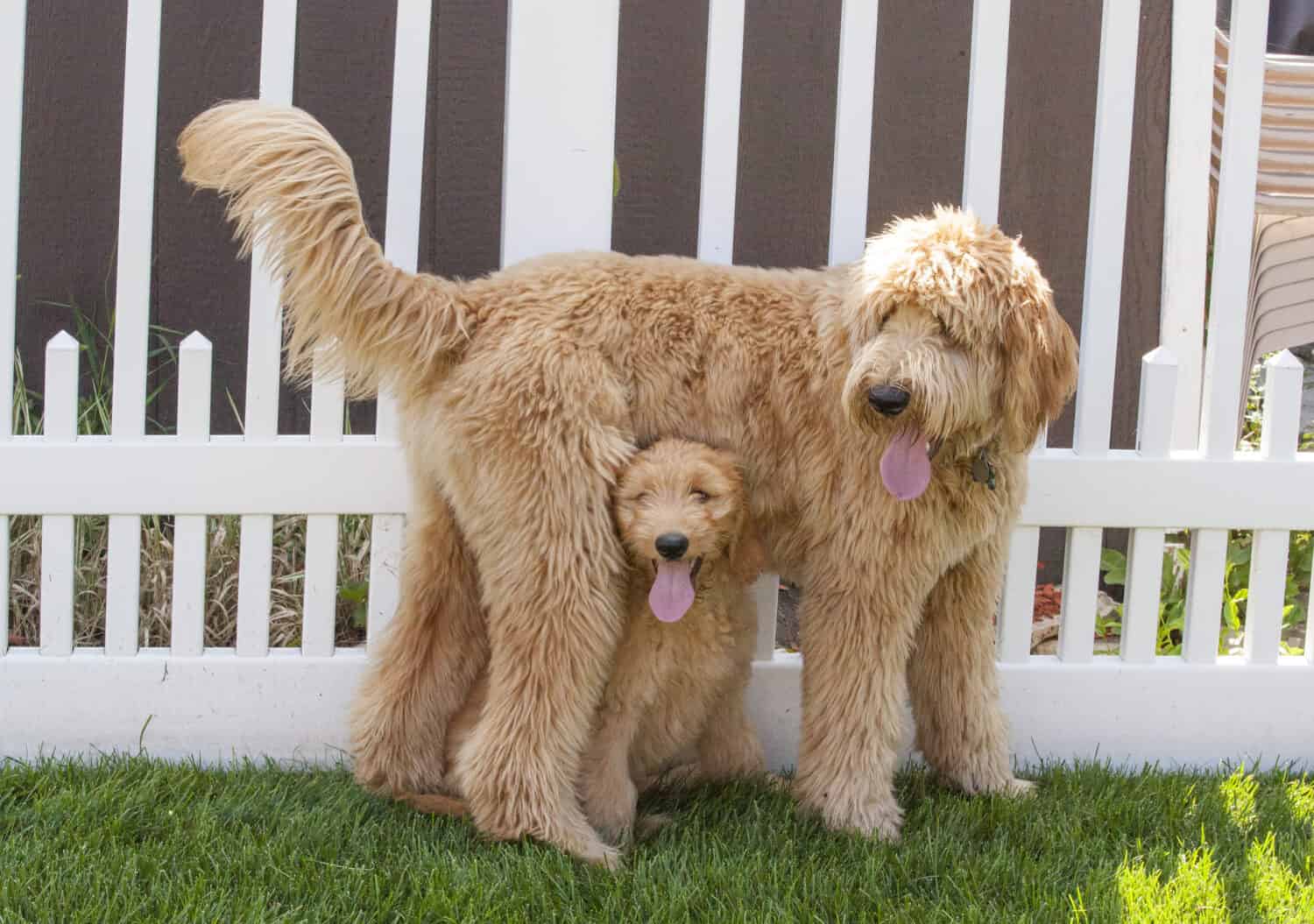 Un piccolo cucciolo Goldendoodle (Woody) si trova in posizione verticale sotto un cucciolo Goldendoodle più grande in piedi (Toby) in un cortile