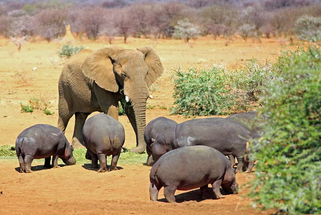 Un elefante isolato tra un branco di ippopotami nel Parco Nazionale di Erindi, Namibia, Sud Africa