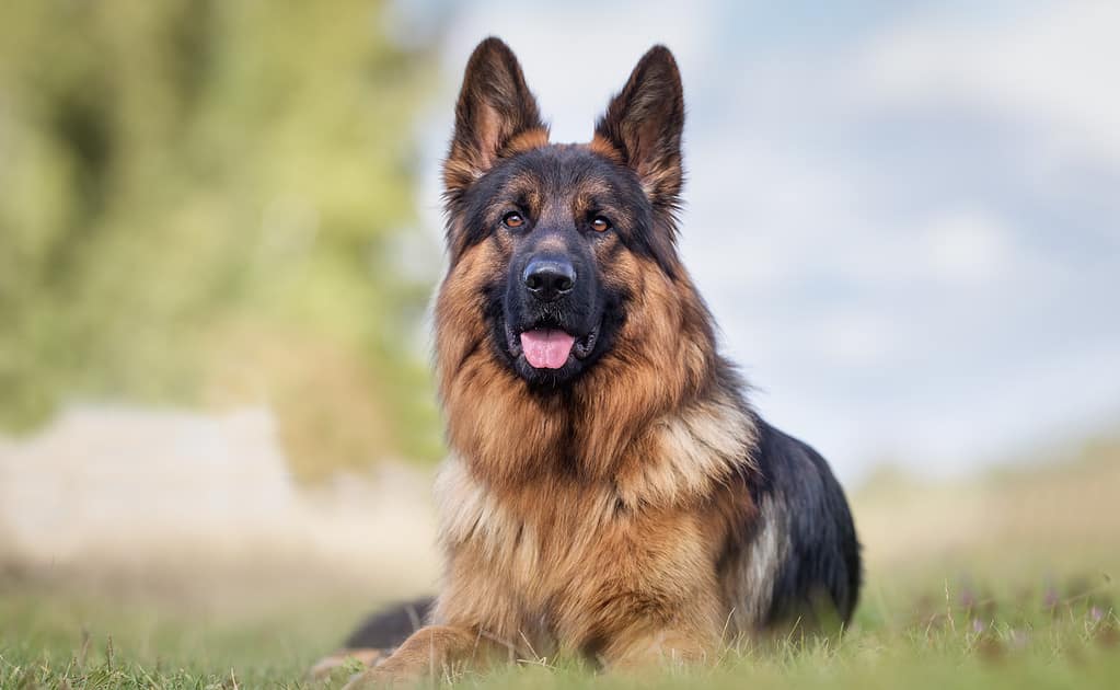 cane pastore tedesco