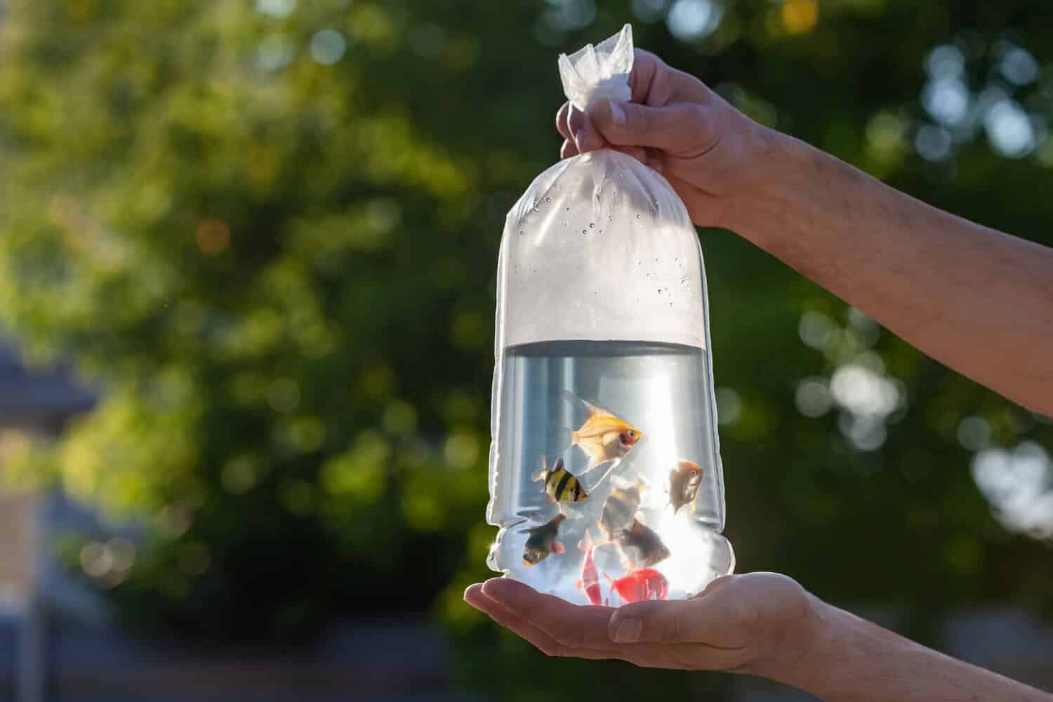 Le mani tengono una borsa trasparente con pesci d'acquario multicolore illuminati dal sole su uno sfondo sfocato. Piccoli pesci in un sacchetto d'acqua