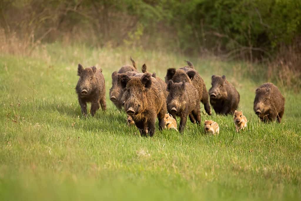 Gruppo di cinghiali, sus scrofa, che corrono nella natura primaverile.  Scenario d'azione della fauna selvatica di una famiglia con piccoli maialini che si muovono velocemente in avanti per sfuggire al pericolo.