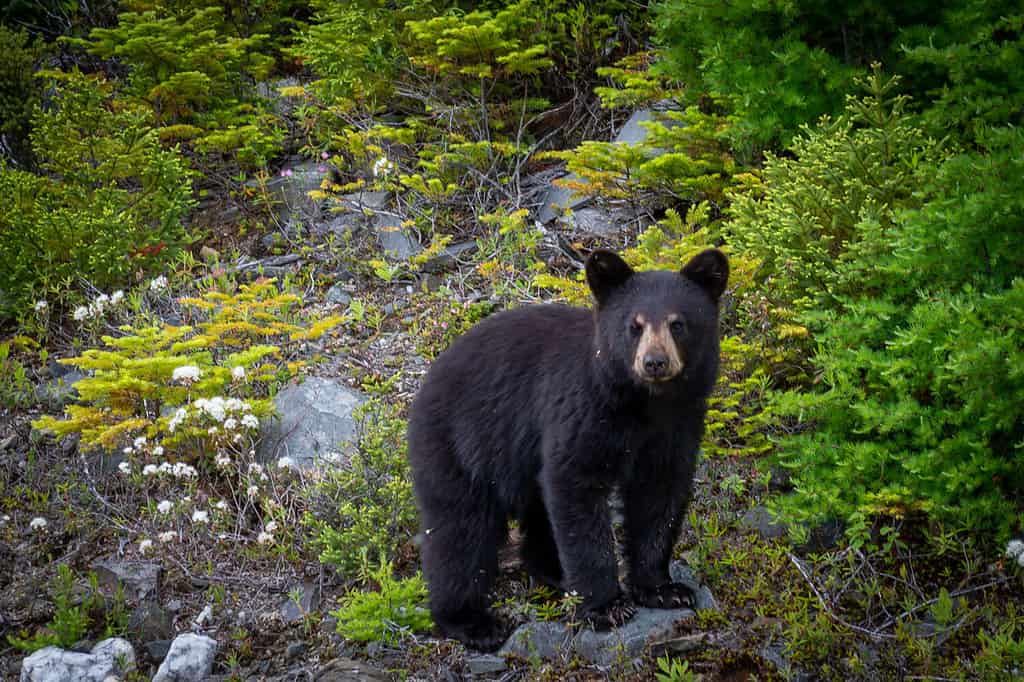 Un singolo cucciolo di orso nero selvatico cerca cibo lungo una collina ribaltando rocce tra giovani alberi sempreverdi.  Il giovane orso ha solo un paio di mesi.  Ci sono mosche sulla sua pelliccia e sul viso.
