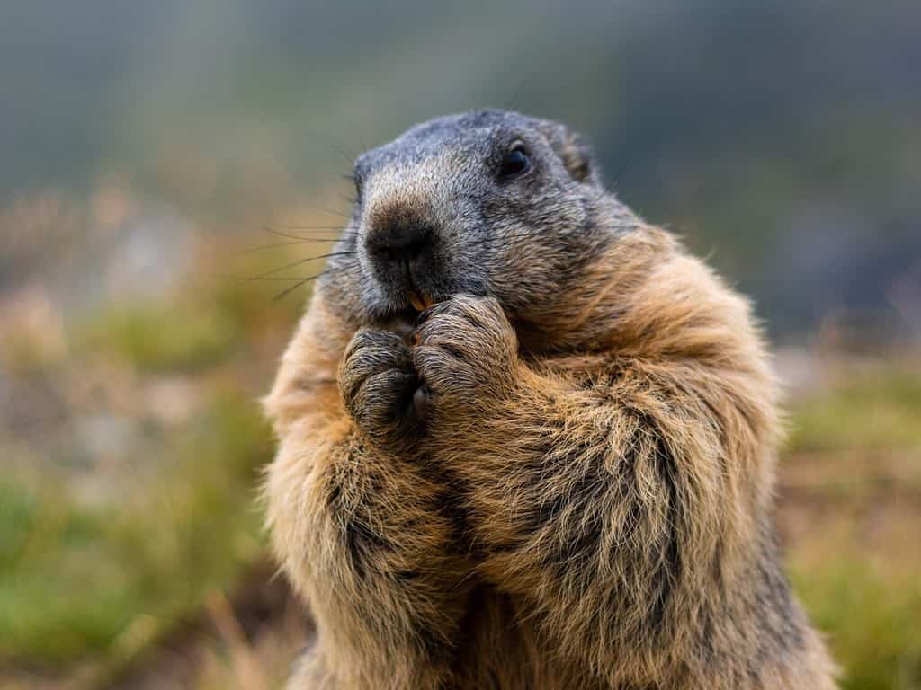 Marmotta carina che mangia le sue carote stando in piedi sulle zampe posteriori.  Sfondo sfocato.  Marmotta con soffice pelliccia seduta su un prato.  Vista del paesaggio.  Fotografato sul Grossglockner.  avvicinamento