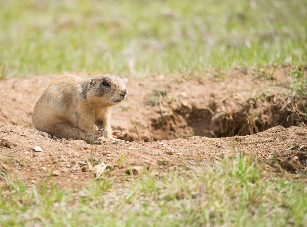 Cane della prateria dello Utah (Cynomys parvidens) seduto vicino al buco nel Parco Nazionale del Bryce Canyon.