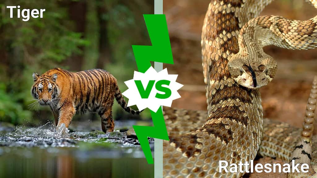 tigre contro serpente a sonagli