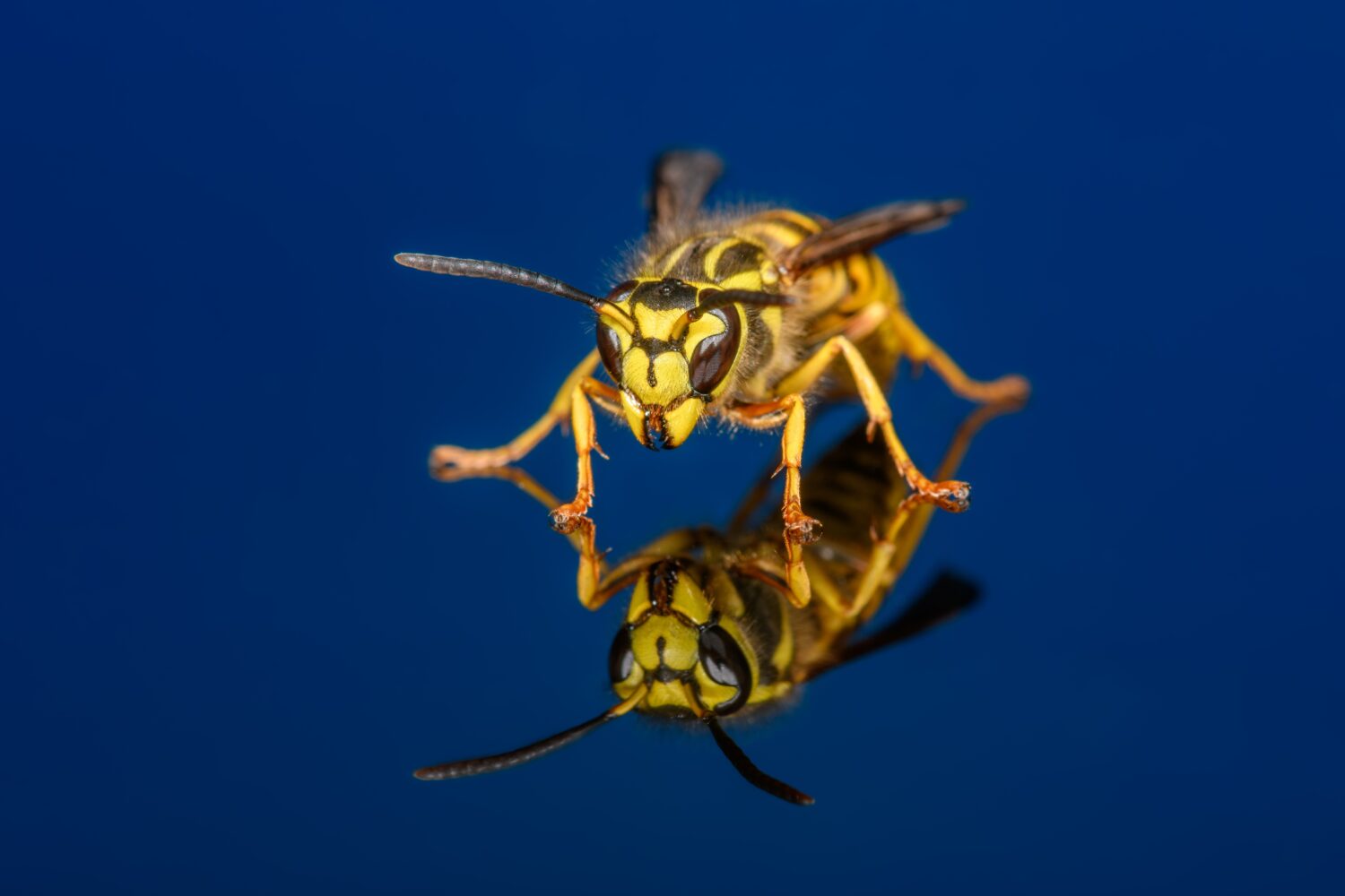 Vespula squamosa, la giacca gialla del sud, su sfondo blu scuro. Pochi dettagliati del viso e delle mandibole