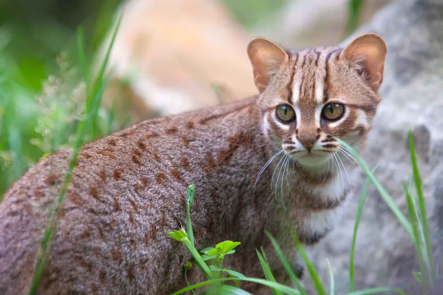 Gatto macchiato di ruggine in piedi nell'erba con la testa girata all'indietro. 