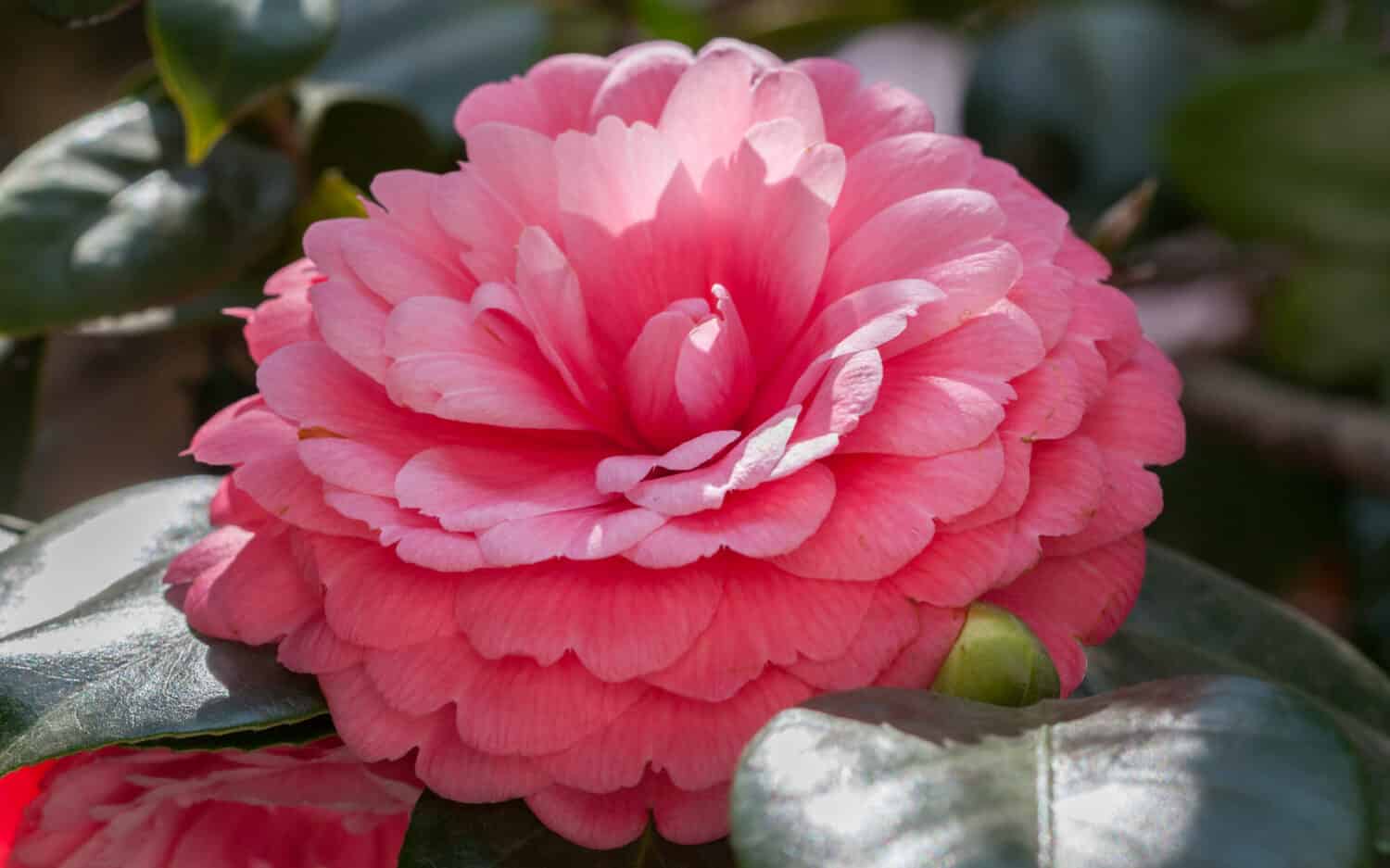 Middlemist Camelia-La pianta rara, portata in Gran Bretagna dalla Cina