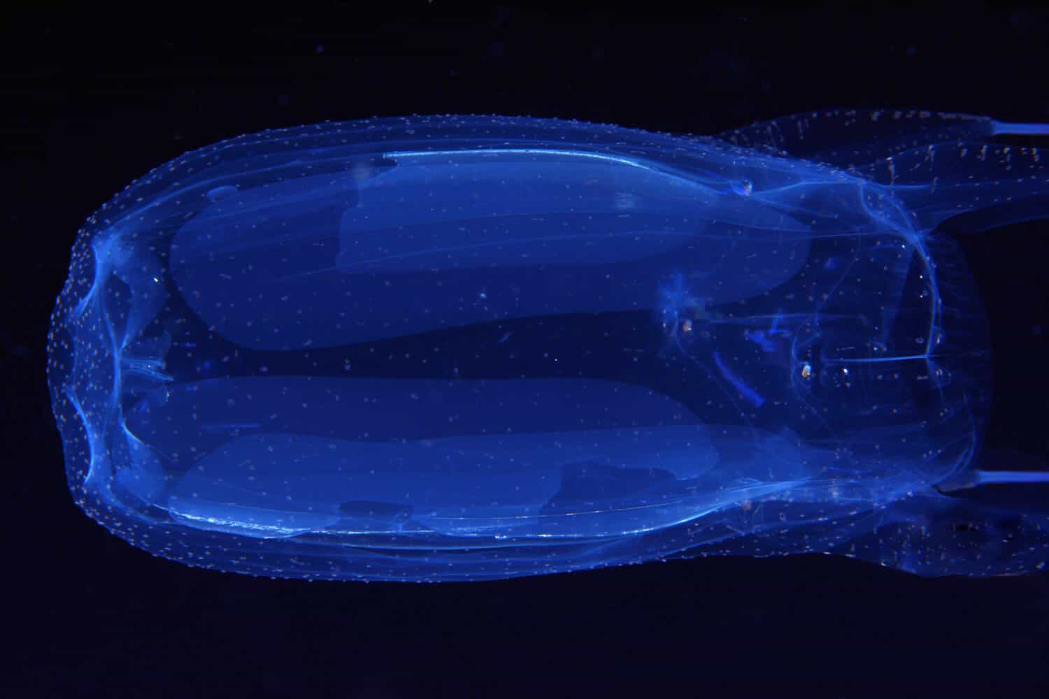 Box Jellyfish, Alatina alata, la medusa più tossica