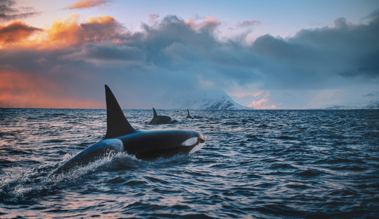 Orca Killerwhale che viaggia sull'acqua dell'oceano con il tramonto Norway Fiords su sfondo invernale