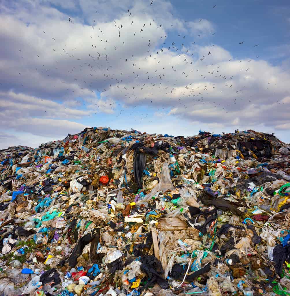 Un enorme stormo di uccelli della spazzatura, gabbiani, si stringe ansiosamente insieme, volando velocemente attraverso il cielo in modo organizzato, facendo una manovra sullo sfondo di un'enorme discarica di rifiuti