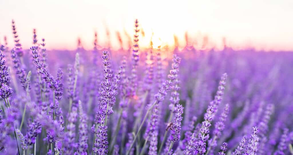 Tramonto su un campo di lavanda viola. Campi di lavanda di Valensole, Provenza, Francia.