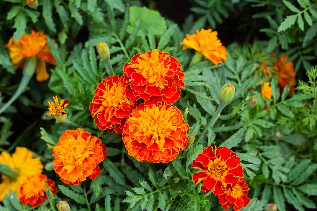 Primo piano di un bel fiore di calendula (Tagetes erecta, calendula messicana, azteca o africana) nel giardino