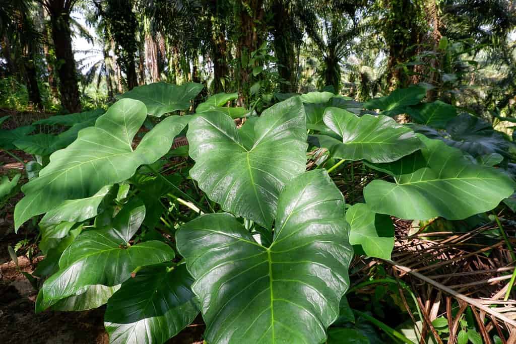 l'orecchio di elefante a foglia di freccia, l'orecchio di elefante a foglia di freccia, malanga o taro americano
