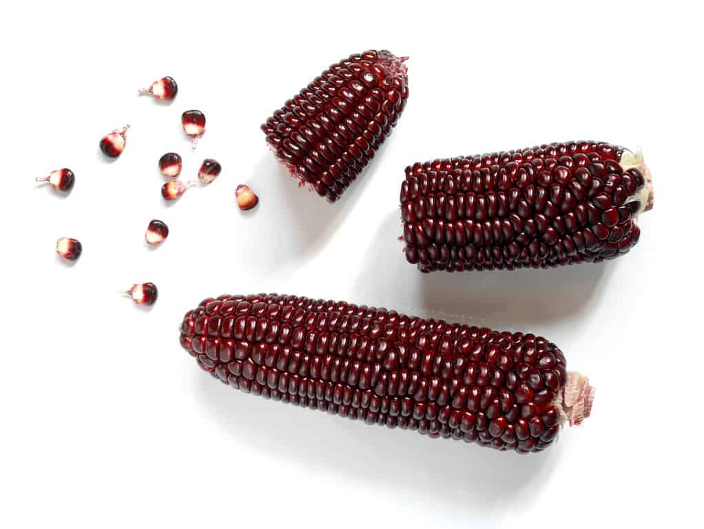 Mais viola o mais viola isolato su sfondo bianco