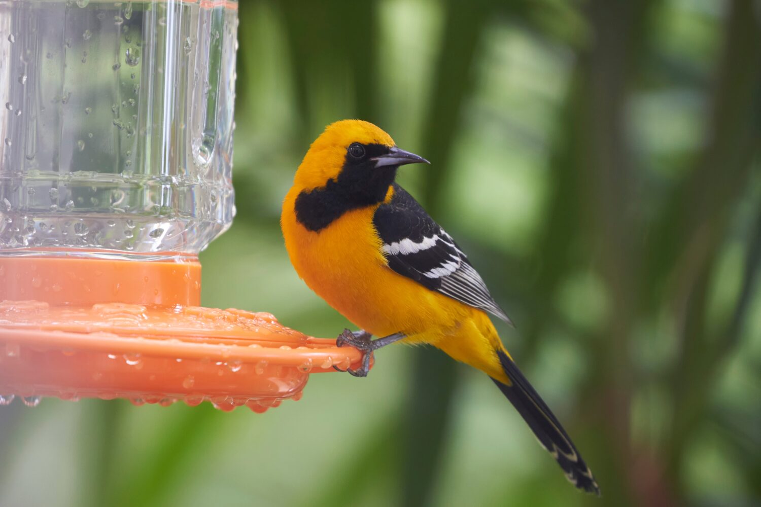 Uccello Oriole incappucciato su una mangiatoia per uccelli